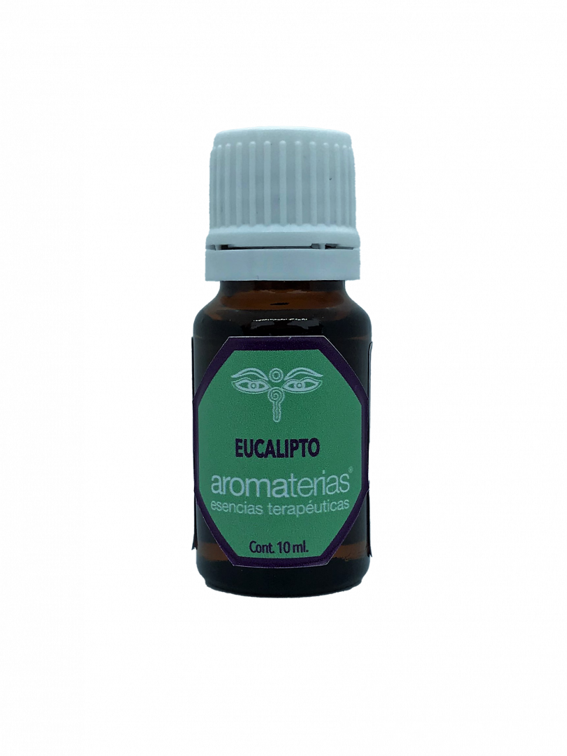 Eucalipto (Eucalyptus globulus)