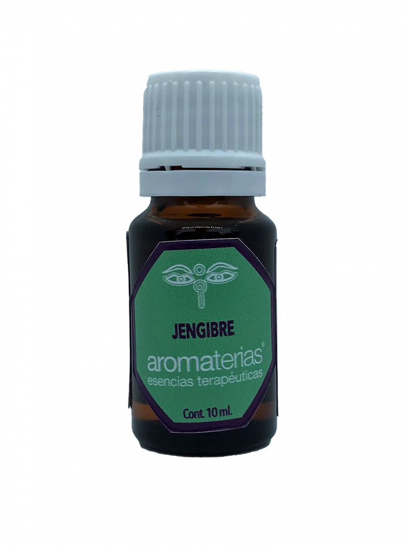 Jengibre ( Zingiber officinale)